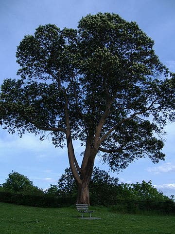 large tree in a park in Magnolia, WA